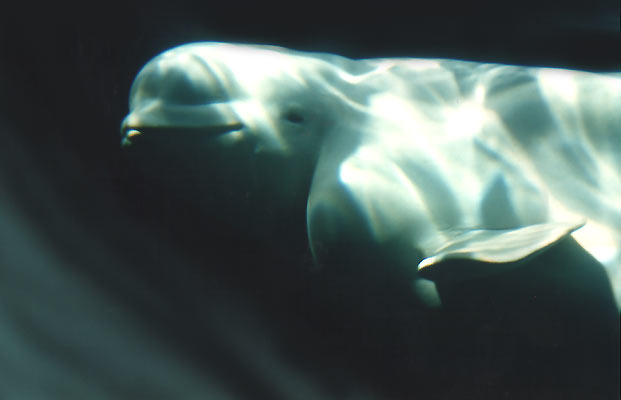 beluga whale pictures. Beluga Whale Photo
