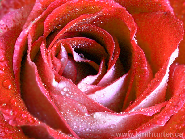 red rose flowers. Red Rose Photograph Pink Rose