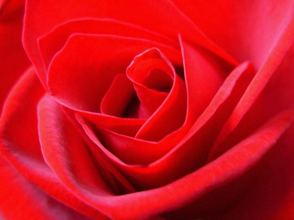 red rose flowers pictures. Red Rose Photograph Flower