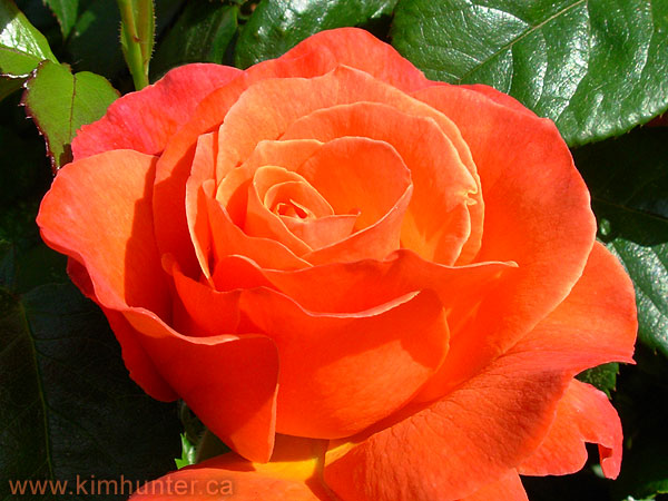 Orange Rose Photo Flowers rose flowers images. Orange Rose Photo Flowers