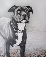 Pet Portraits Sketch from Photo dog pencil portrait 