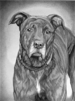Pet Portrait Drawing from Photographs dog portrait pencil sketch from low quality photographs.  