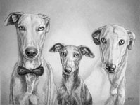 Pet Portrait Sketch Greyhounds