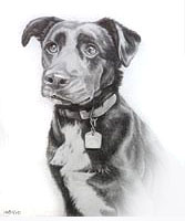 Puppy Portraits Sketch from Photo 