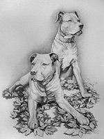 Pet Portraits from Photos Pencil Drawing Submit your Photos for a Custom Pencil Portrait of your Pet or Favorite Photo