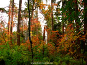 Stanley Park Autumn Forest Photo Vine Maple & Cedar