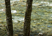 Lynn Valley River Photograph West Vancouver Landscape Photograph