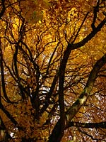 Autumn Maple Tree Landscape Photo Vancouver Canada 