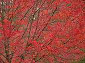 Red Maple Tree Vine Maple Autumn Photo Desktop 
