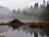 Beaver Dam Beaver Lake Stanley Park Vancouver Canada 