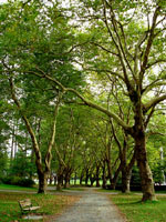 Vancouver Landscape Photo Stanley Park Landscape Photo