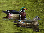 Wood Duck Pair Photograph Lost Lagoon Vancouver 