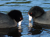 American Coot Waterfowel Photo Vancouver Canada 