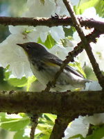 Audubons Warbler Photo Cherry Blossom Sonbirds 