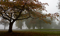 Autumn Cherry Tree Lost Lagoon Autumn Mist Photo Stanley Park Vancouver Canada 