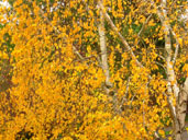Autumn Birch Trees Landscape Photo 