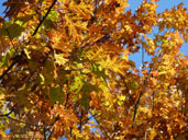 Autumn Trees Free Desktop Images Canadian Landscape Photos