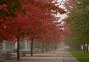 Autumn Maple Trees Landscape Photo 
