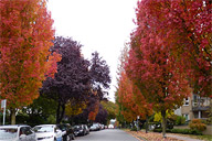 Westend Autumn Cityscape Photo Vancouver Canada