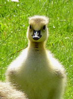 Gosling Photograph Vancouver Canada 