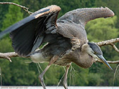 Juvenile Geat Blue Heron Photo Stanley Park Vancouver 