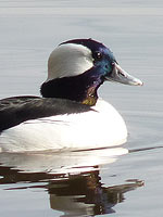 Bufflehead Duck Photograph Coal Harbour Vancouver 