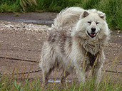 Husky Photo Pet Portrait Vancouver BC Siberian Husky Malamute Dog Photo Pet Portraits by Vancouver Artist / Designer Photographer Kim Hunter