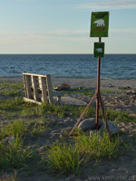 Polar Bear Alert Beach Churchill MB Landscape Photo
