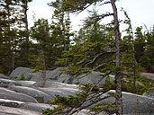 One-sided Trees Churchill Arctic Landscape Photo