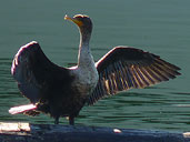 Cormorant Waterfowl Photo Coal Harbour Vancouver