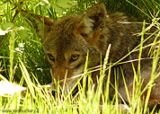 Coyote Photo 