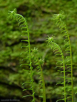 Young Ferns Temperate Rainforest Fauna Photo 