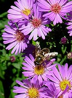 Flowers photo w. honey bee