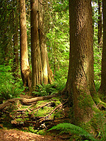 West Coast Landscpe Photo Port Coquitlam Hyde Creek BC