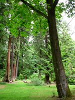 Stanley Park Forest Landscape Vancouver BC Canada