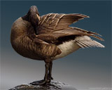 Canada Goose Beautiful Waterfowl Photograph