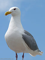 Herring Gull Photograph Vancouver Canada 