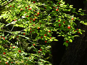 Huckleberries Photo Port Coquitlam BC Canada 