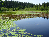 Lilly Pads Beaver Lake Pond Stanley Park Vancouver BC Canada