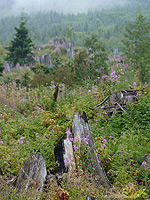 Slash & Burn Clearcut Landscape Photo Revelstoke