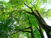 Big Leaf Maple Tree Photograph Vancouver BC Canada