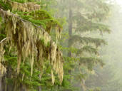 Moss Covered Trees Photo Revelstoke Canada