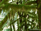 Moss Covered Trees Post Coquitlam Canada 