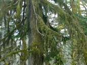 Moss Covered Cedar Tree West Coast Vancouver Island BC