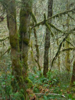 Moss Covered Forest West Coast Vancouver Island BC