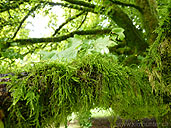 Moss Covered Trees Rainforest Landscape Photo 