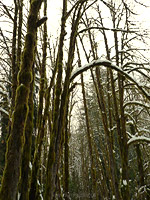 Paradise Valley Winter Trees Photo Squamish Canada 
