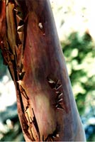  Arbutus Tree Mayne Island British Columbia Canada