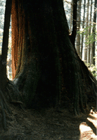 Old Cedar Tree Photograph Cedar Stanley Park Vancouver photo British Columbia Canada