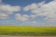 Prairie landscape photograph Prairie fields in Southern Manitoba, Minnedosa, Brandon, Canola Field.